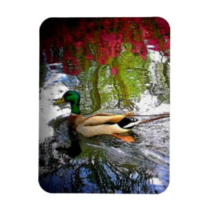 Mallard duck Magnet-Design 2 Magnet