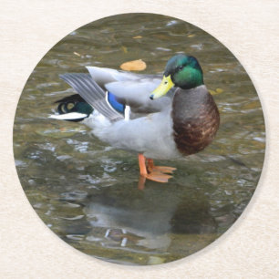 Mallard Duck (Male)Paper Coaster