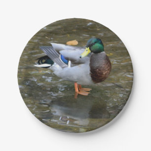 Mallard Duck (Male) Paper Plate