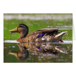 Mallard Duck Nature Birthday Card