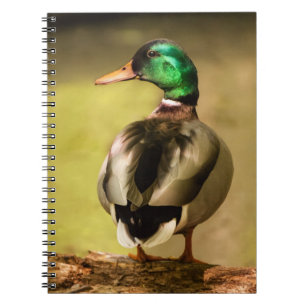 Mallard Duck Notebook