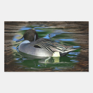 Mallard Duck On Lake Rectangular Sticker