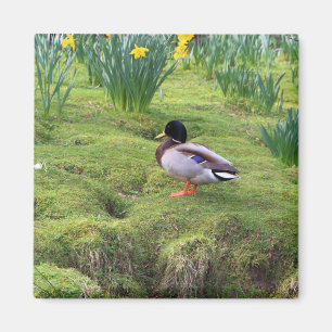 Mallard duck on the bank of a river magnet