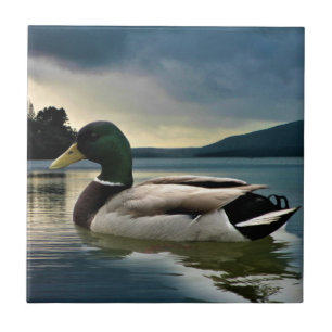Mallard Duck On The Lake Ceramic Tile