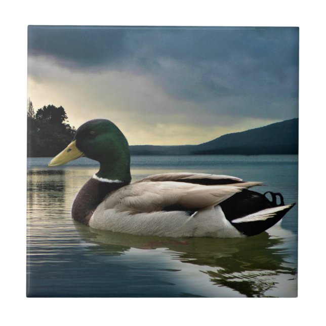 Mallard Duck On The Lake Ceramic Tile (Front)