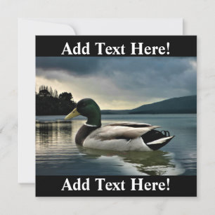 Mallard Duck On The Lake Invitation