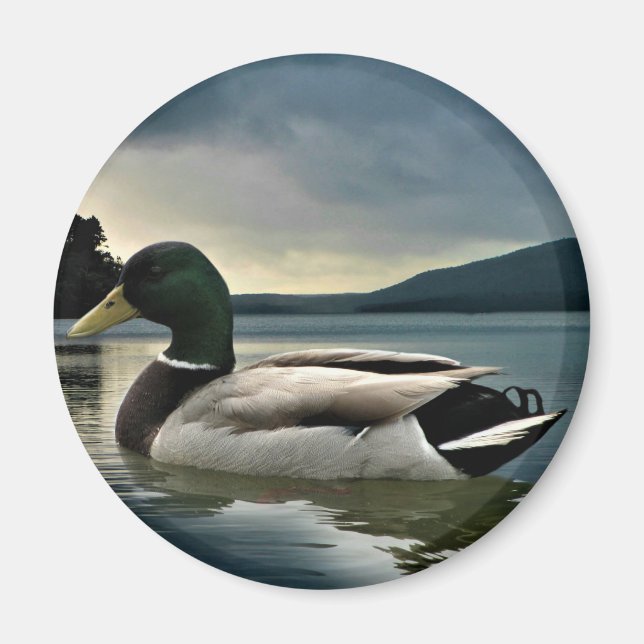 Mallard Duck On The Lake Magnet (Front)
