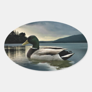 Mallard Duck On The Lake Oval Sticker