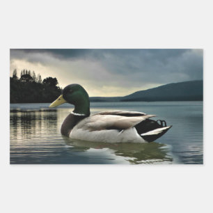 Mallard Duck On The Lake Rectangular Sticker