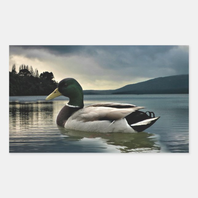 Mallard Duck On The Lake Rectangular Sticker (Front)