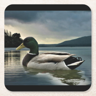 Mallard Duck On The Lake Square Paper Coaster