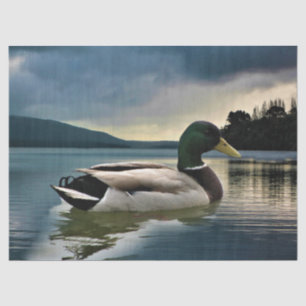 Mallard Duck On The Lake Tissue Paper