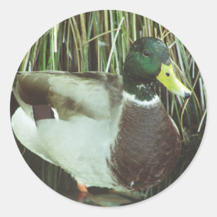 Mallard Duck Photo Animal Lover Nature Birds Classic Round Sticker