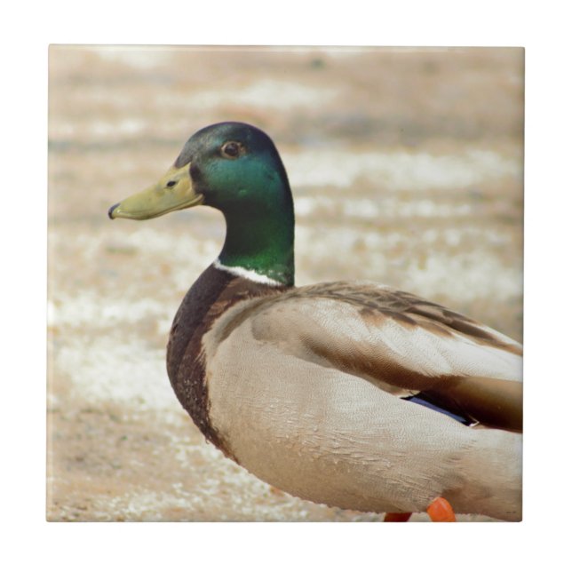 Mallard Duck Photo Ceramic Tile (Front)