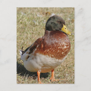 Mallard Duck Photo Postcard