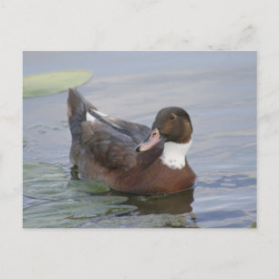 Mallard Duck Photo Postcard