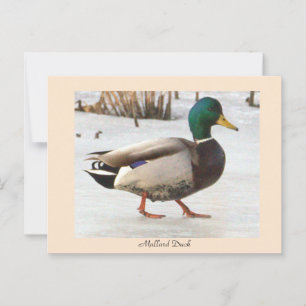 Mallard Duck Photo Postcard