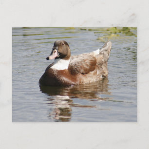 Mallard Duck Photo Postcard