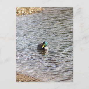 Mallard Duck Photo Postcard