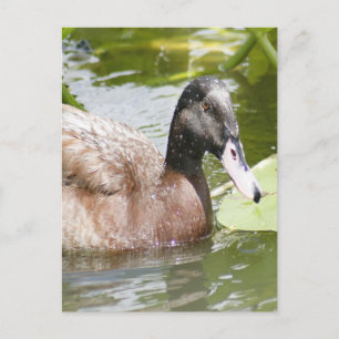 Mallard Duck Photo Postcard