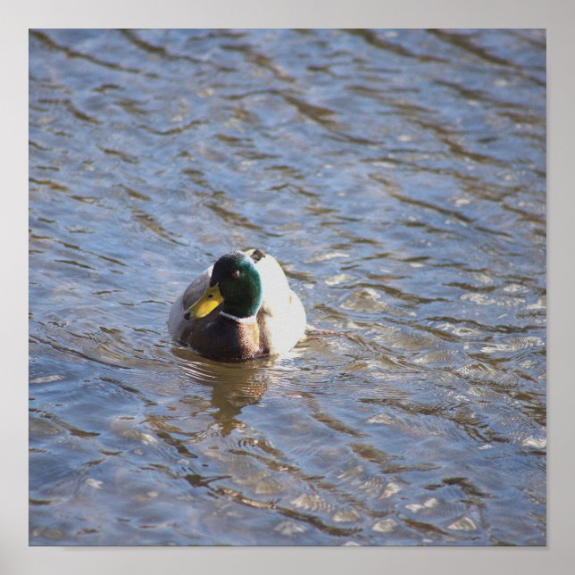 Mallard Duck Photo Poster (Front)