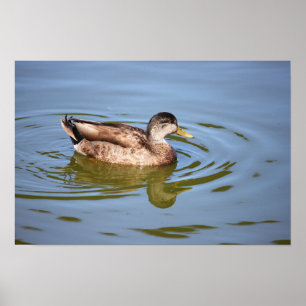 Mallard Duck Photo Poster