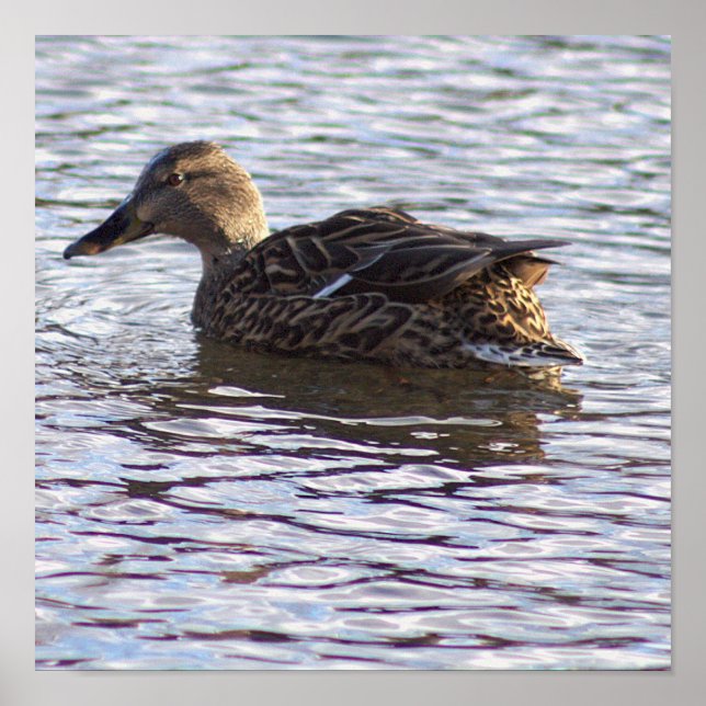 Mallard Duck Photo Poster (Front)