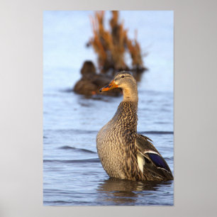 Mallard Duck Photo Poster