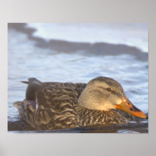 Mallard Duck Photo Poster
