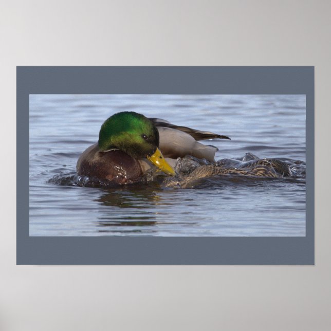 Mallard Duck Photo Poster (Front)