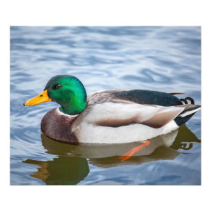 Mallard Duck Photo Print