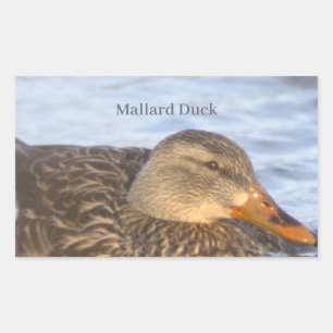 Mallard Duck Photo Stickers