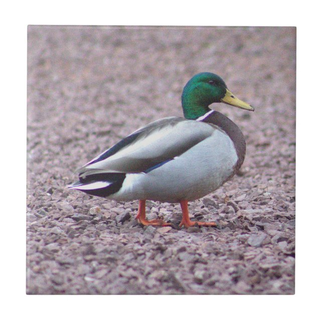 Mallard Duck Photo Tile (Front)
