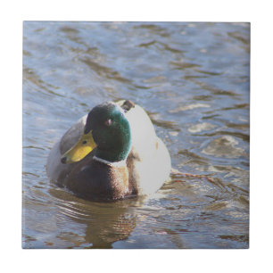 Mallard Duck Photo Tile