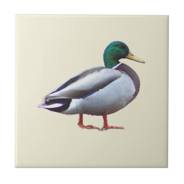 Mallard Duck Photo Tile (Front)