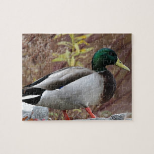 Mallard duck portrait jigsaw puzzle