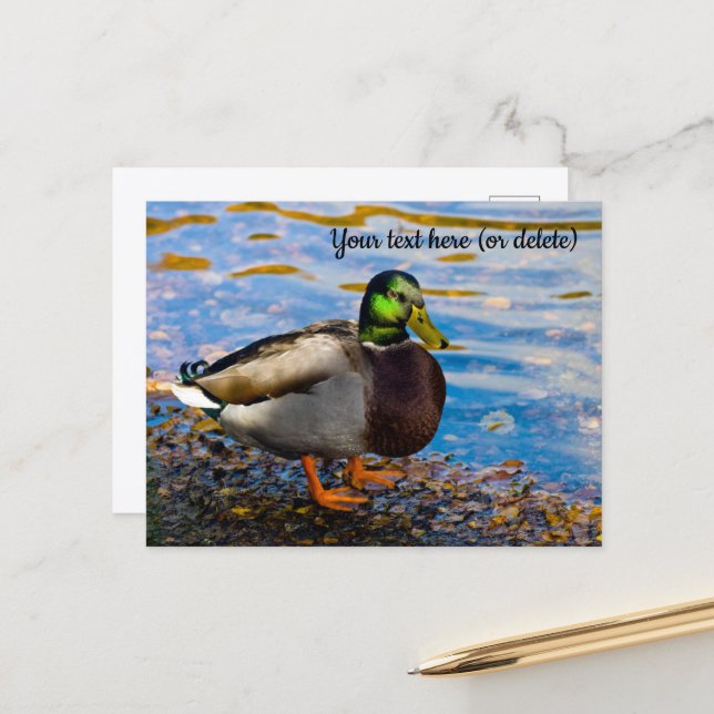Mallard Duck Postcard (Front/Back In Situ)