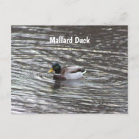Mallard Duck Postcard