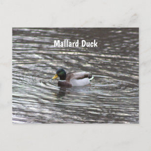 Mallard Duck Postcard