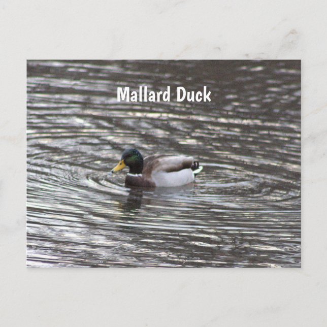 Mallard Duck Postcard (Front)