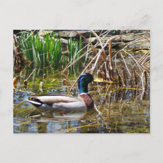 Mallard Duck Postcard