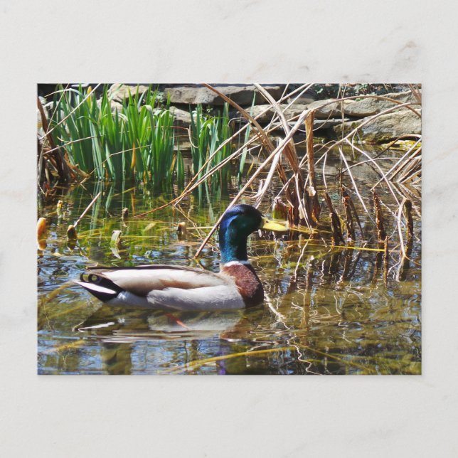 Mallard Duck Postcard (Front)