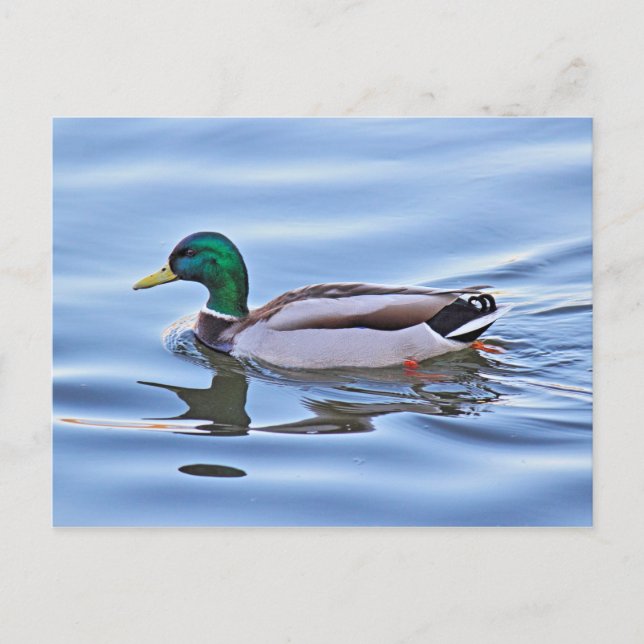 Mallard Duck Postcard (Front)