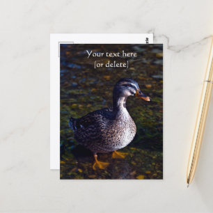 Mallard Duck Postcard