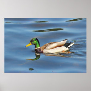 Mallard Duck Poster