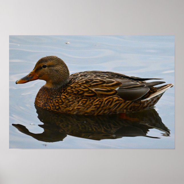 Mallard Duck Poster (Front)