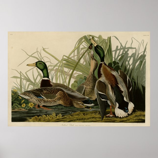 Mallard Duck Poster (Front)