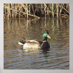 Mallard Duck Poster
