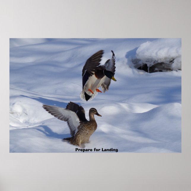 Mallard Duck Poster (Front)
