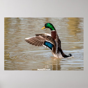 Mallard Duck Poster